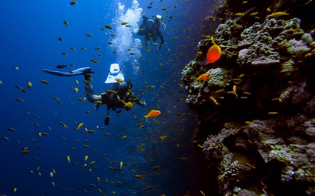 Diving can be a truly spectacular hobby